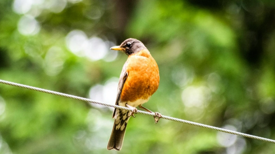 backyard bird identification