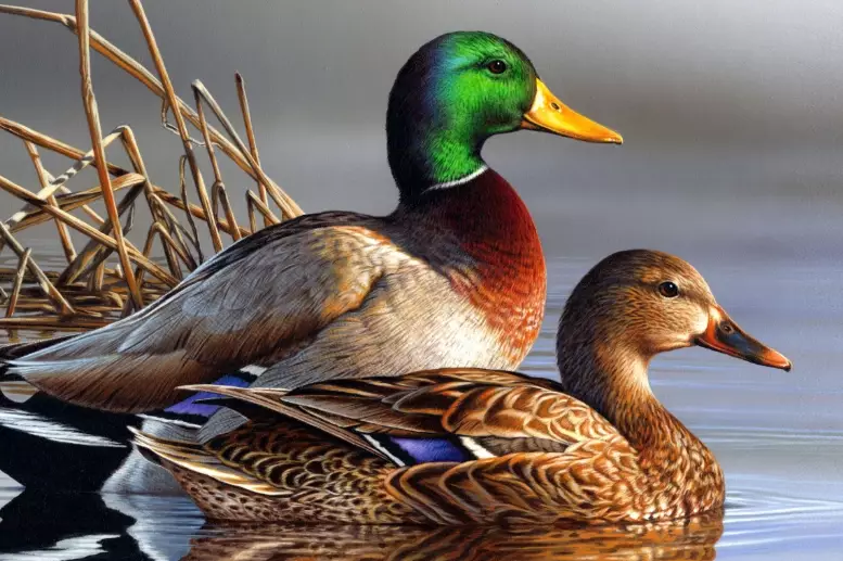 mallard duck behavior