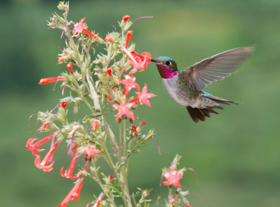 hummingbird species