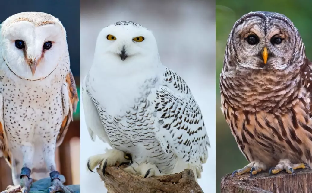 owl identification guide