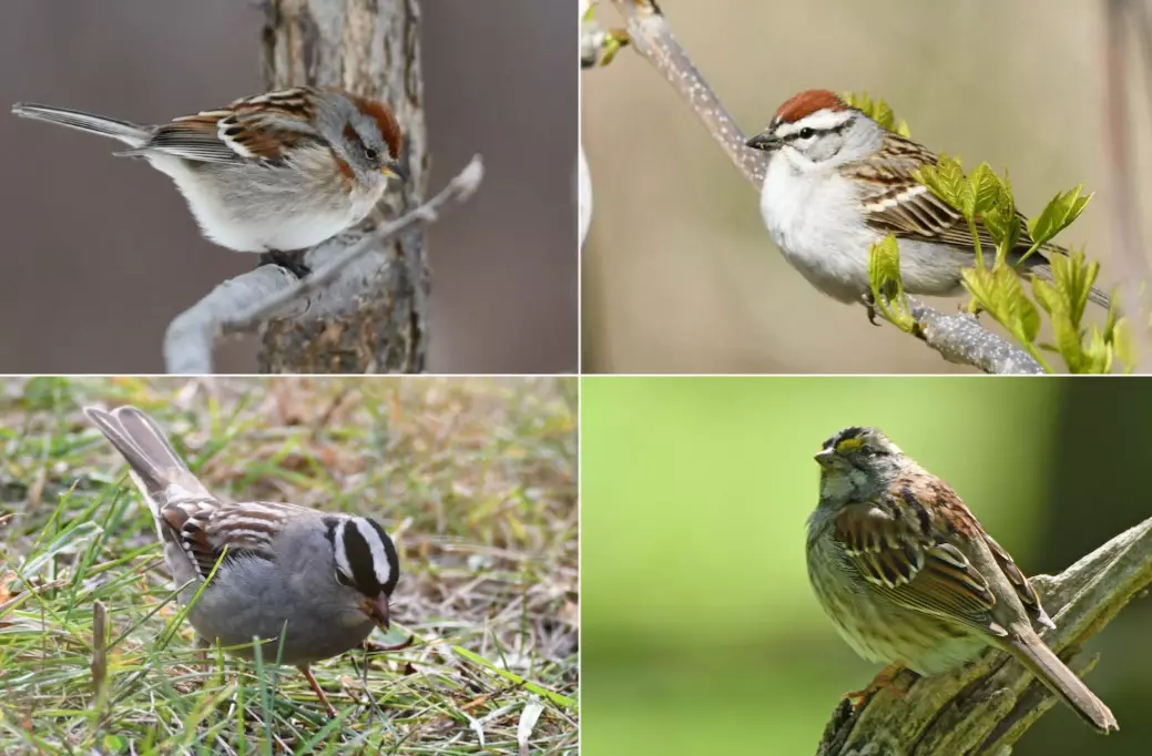 types of sparrows types of sparrows