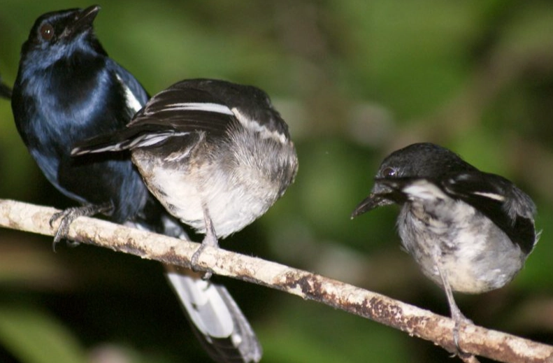 best birdwatching spots in Southeast Asia