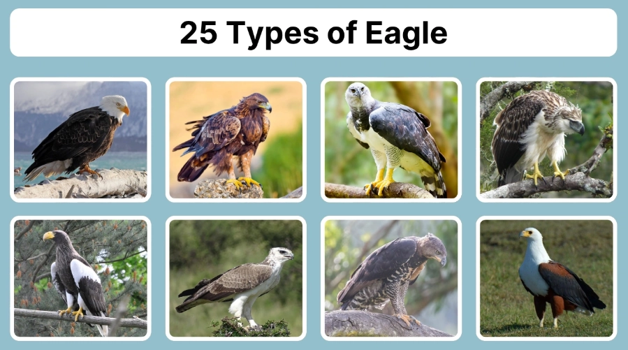 largest eagle species largest eagle species