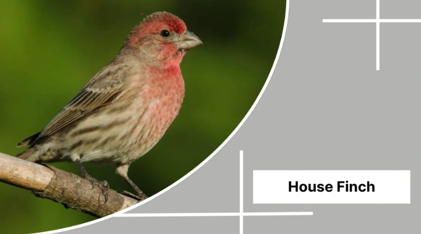 finch identification