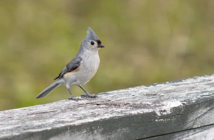 best parks for birding NYC best parks for birding NYC