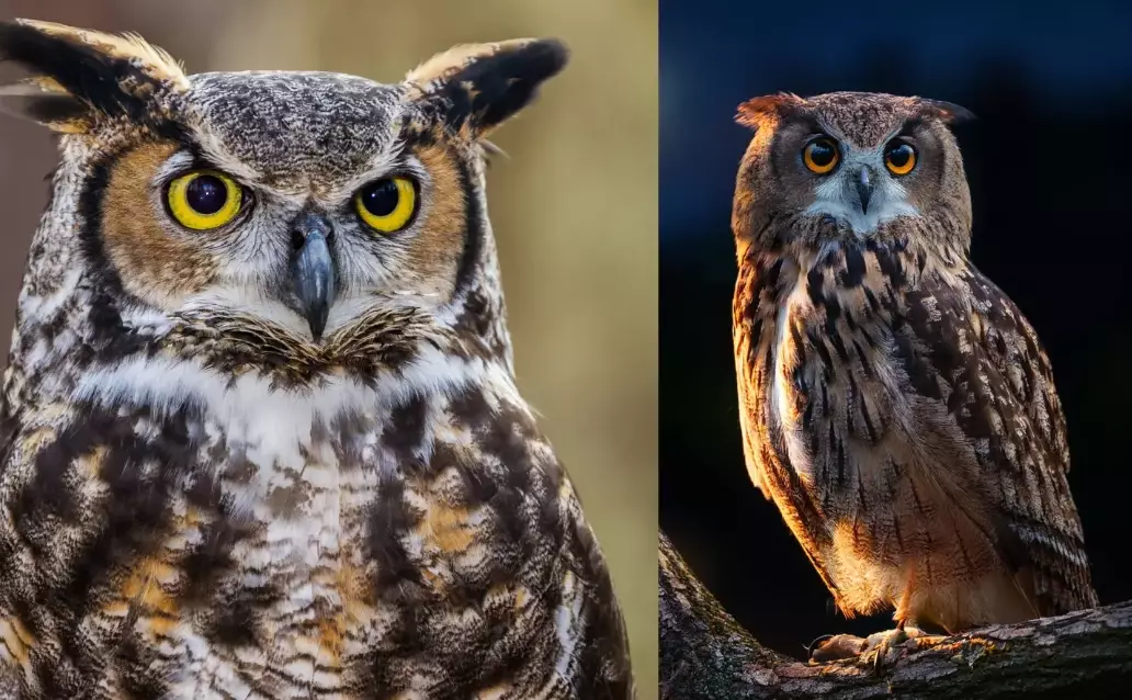 common owl species