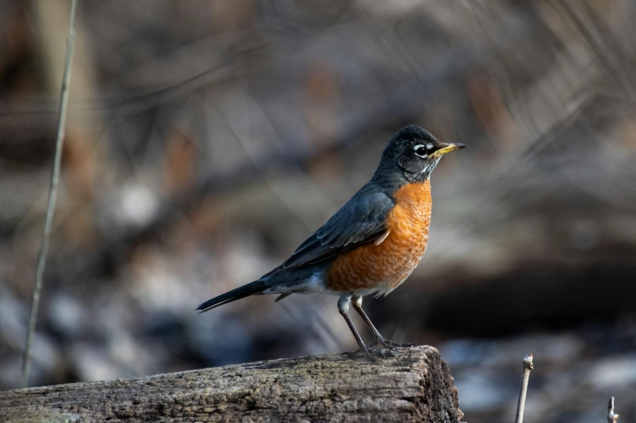 backyard bird identification
