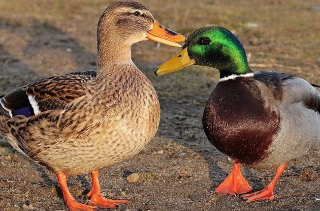 mallard duck identification