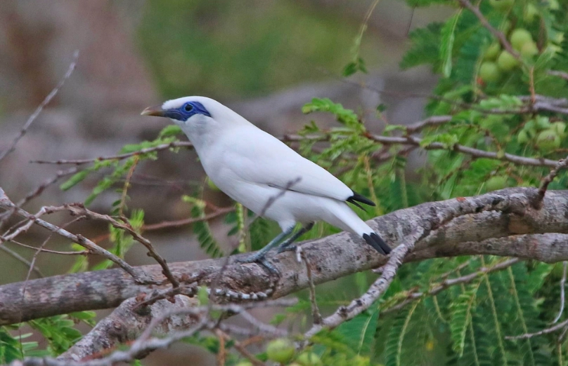 best birdwatching spots in Southeast Asia