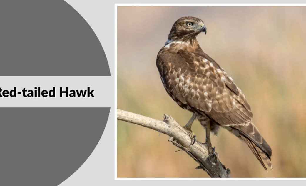 raptor identification