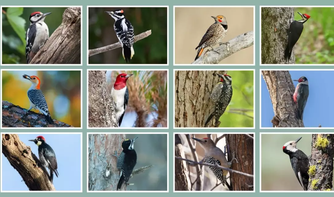 north american woodpeckers