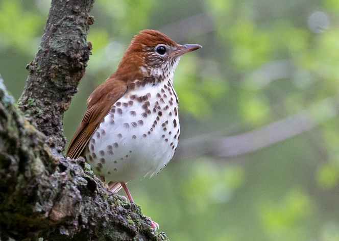 wood thrush habitat