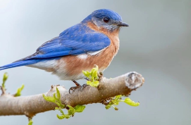 birds in Central Park birds in Central Park