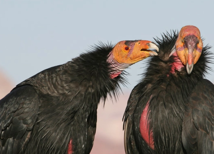 california condor birding