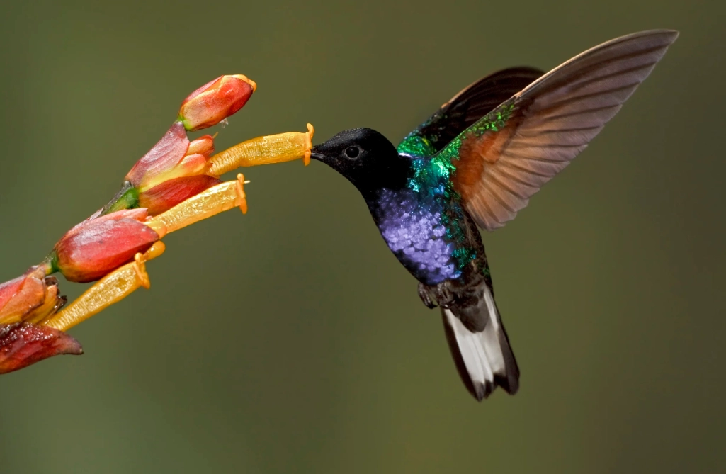 types of hummingbirds