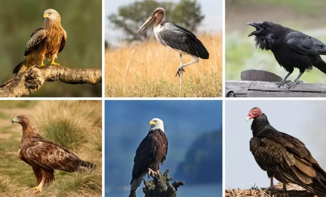 how to identify hawks