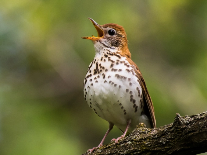 wood thrush song