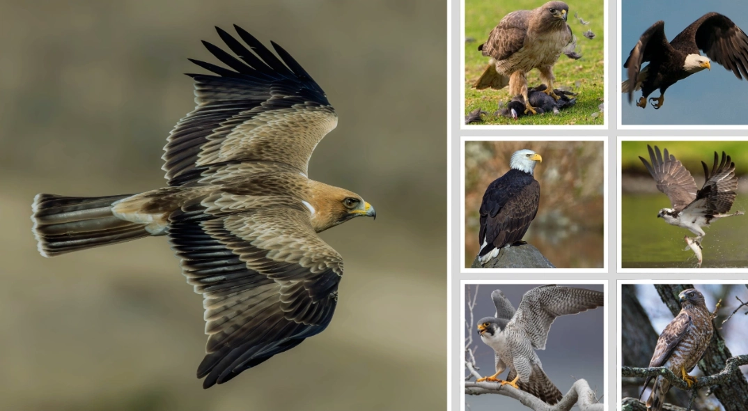 raptor identification guide