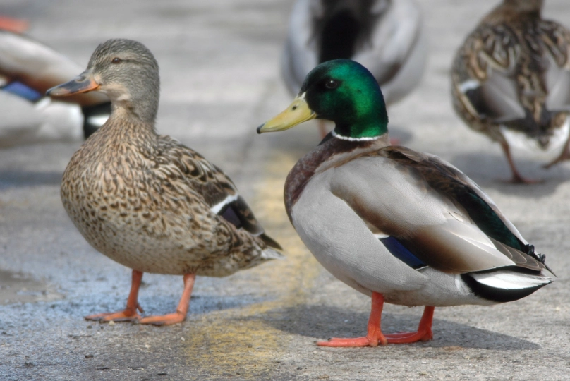 mallard duck behavior
