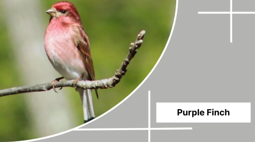 common finch species