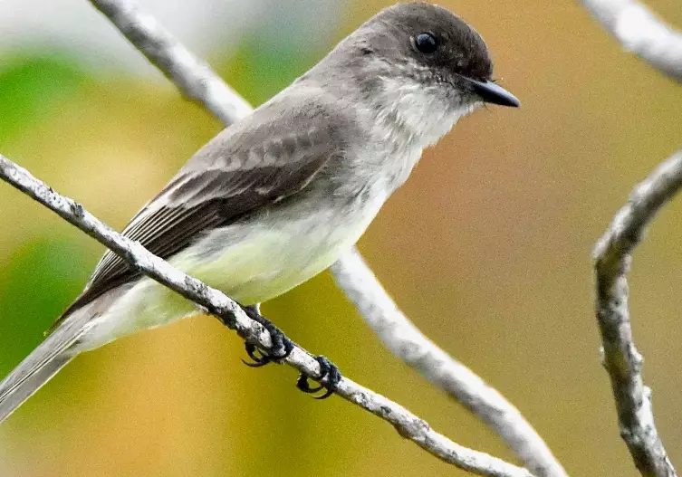 eastern phoebe identification eastern phoebe identification