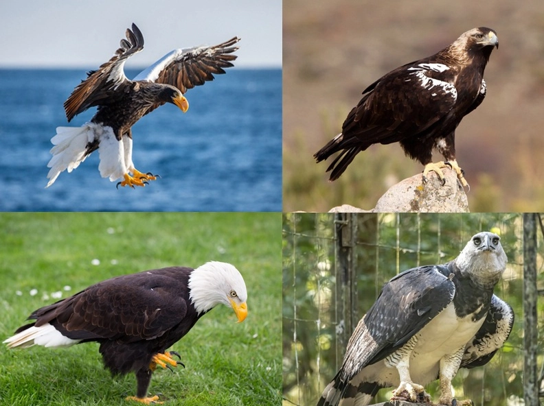 largest eagle species