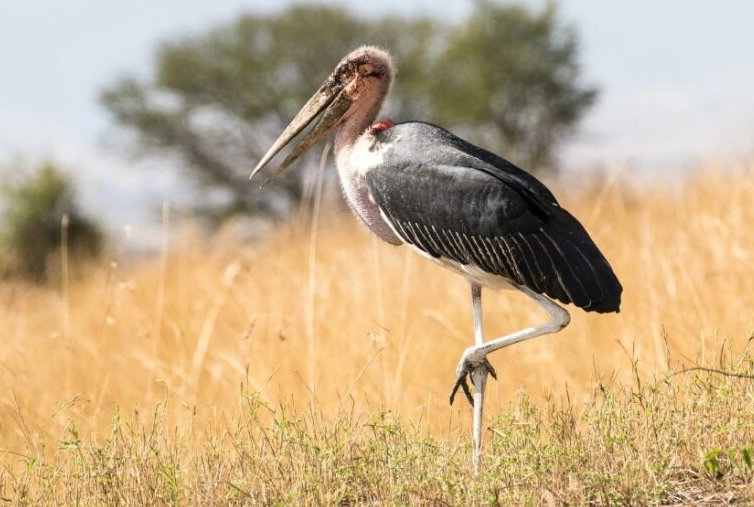 birds of africa guide birds of africa guide