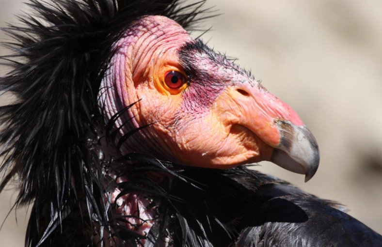 california condor birding