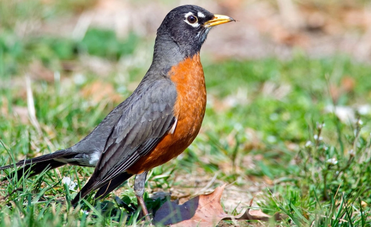robin behavior