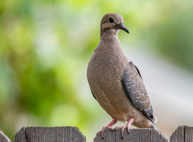birds in Central Park birds in Central Park