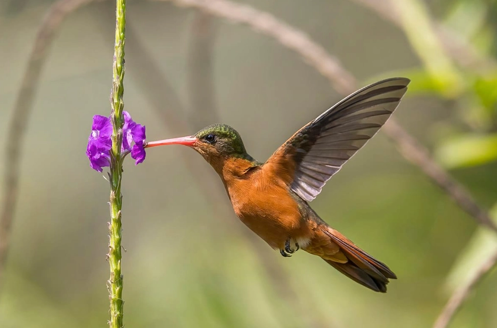 hummingbird identification