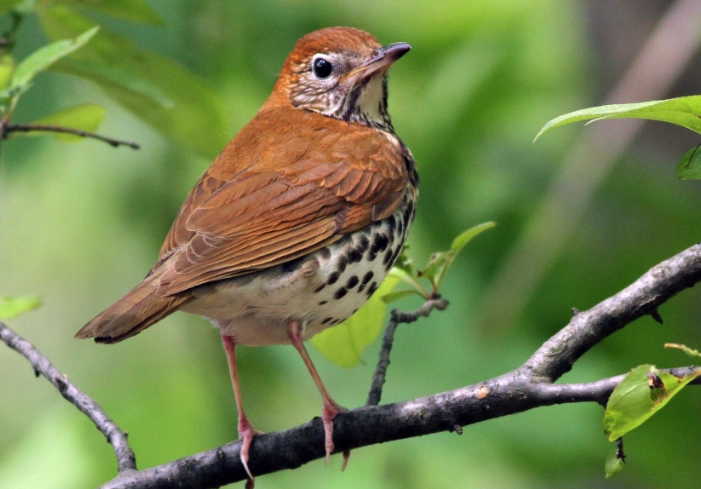 wood thrush song