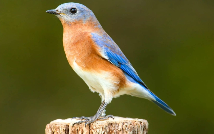 NYC bird watching NYC bird watching