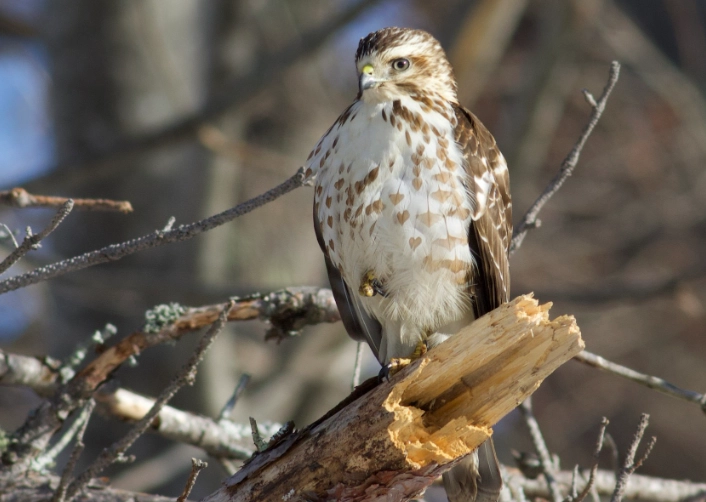 broad-winged hawk identification