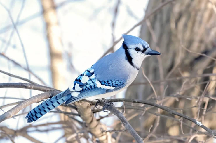 NYC bird watching NYC bird watching