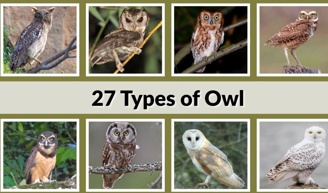 owl identification guide