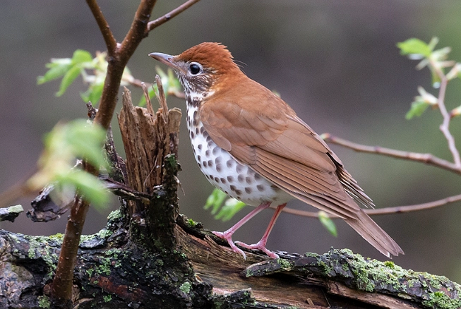 how to attract wood thrush