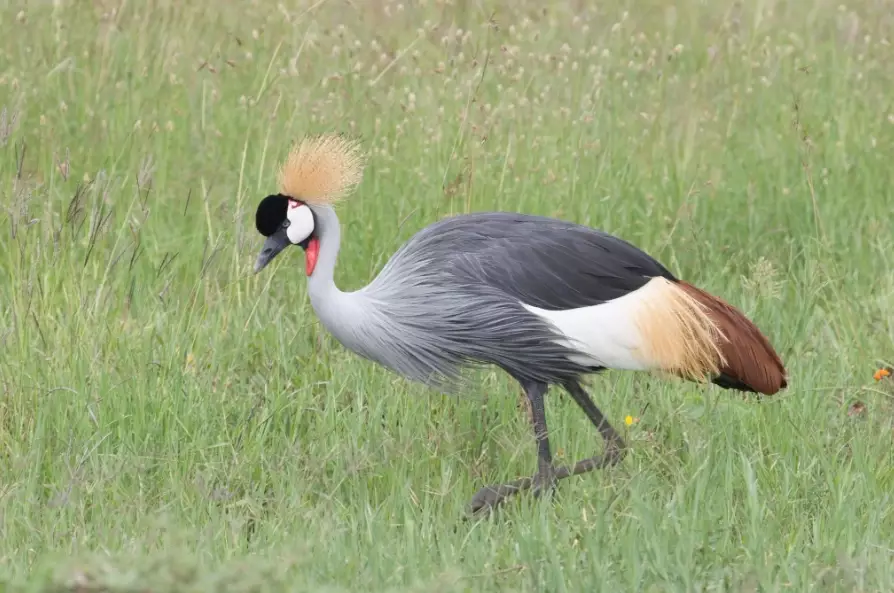 birds of africa guide birds of africa guide