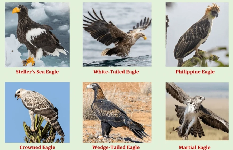 where to see eagles where to see eagles