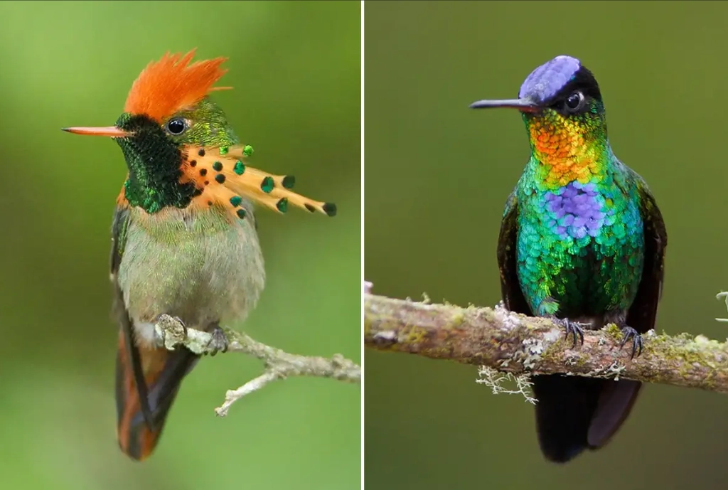 hummingbird species