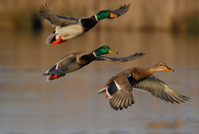 duck watching tips