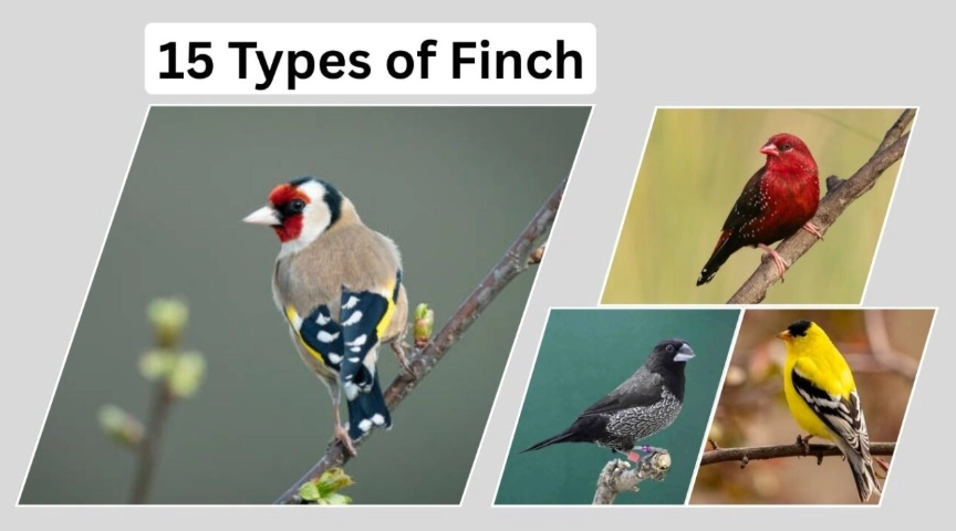 attract finches