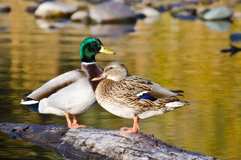 where to find mallard ducks