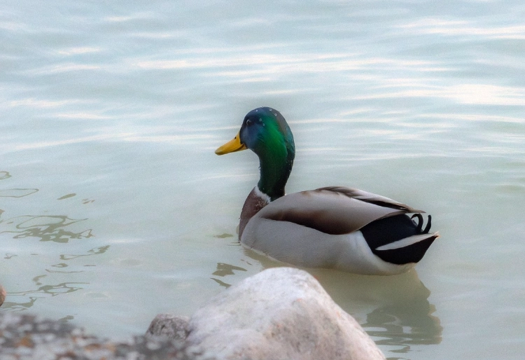 duck watching tips