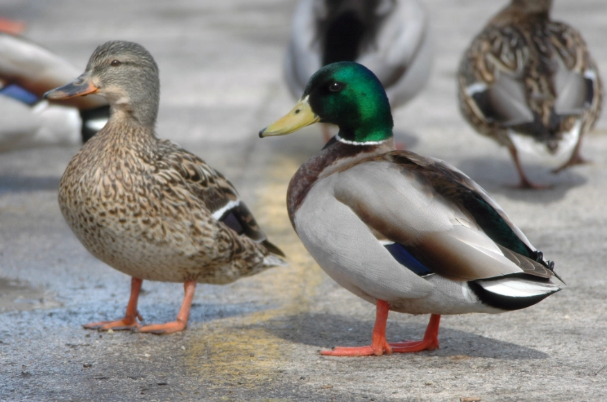 where to find mallards