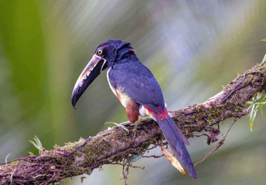best birding spots central america best birding spots central america