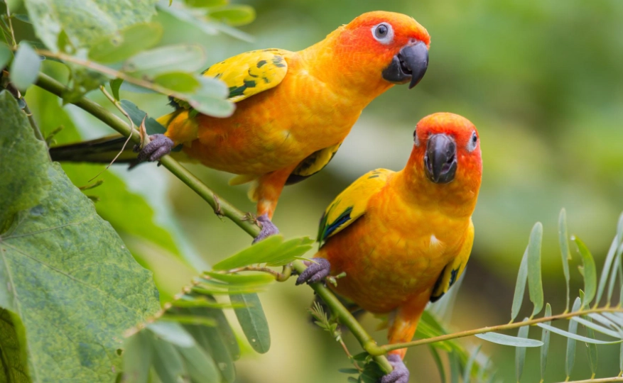 endemic birds Caribbean endemic birds Caribbean