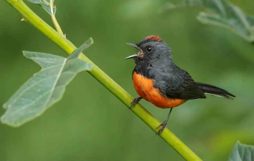 birdwatching central america birdwatching central america