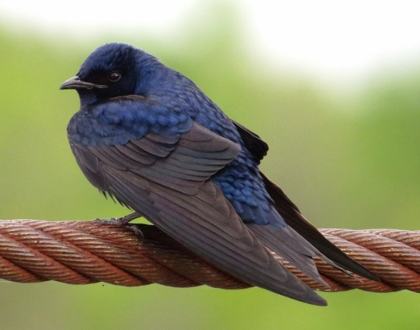 purple martin migration