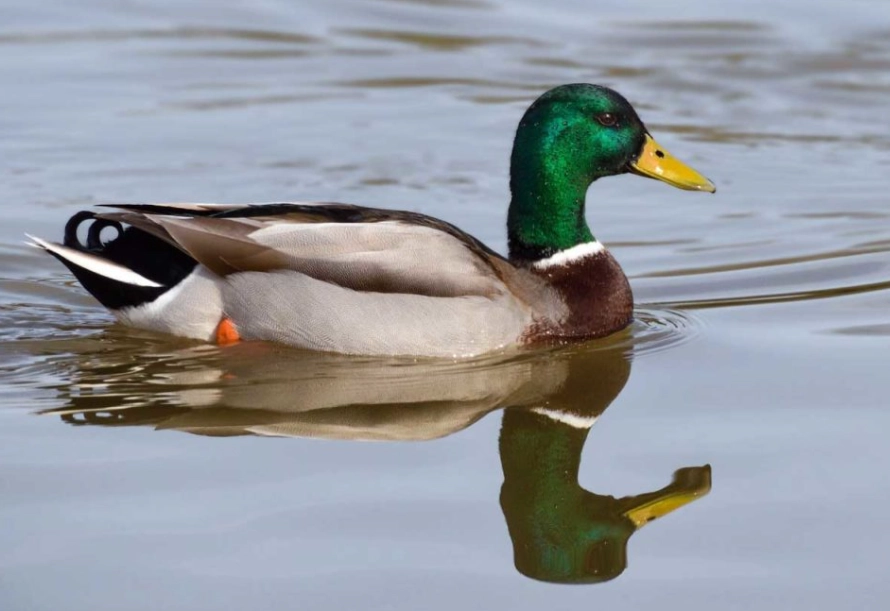 mallard duck identification